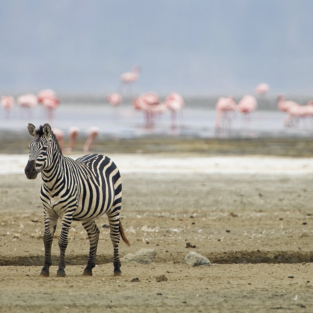15 Days Grand East Africa Safari: Kenya & Tanzania’s Finest Parks Attractions