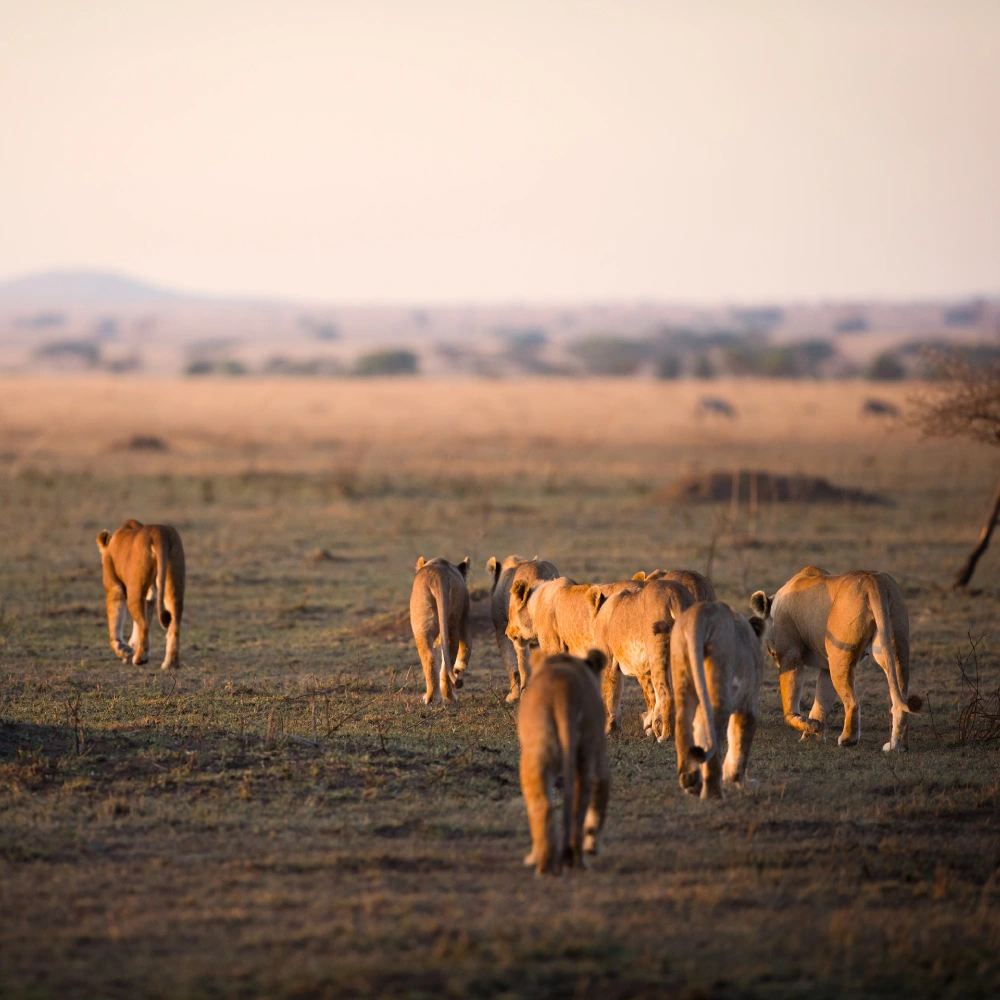 15 Days Grand East Africa Safari: Kenya & Tanzania’s Finest Parks Attractions
