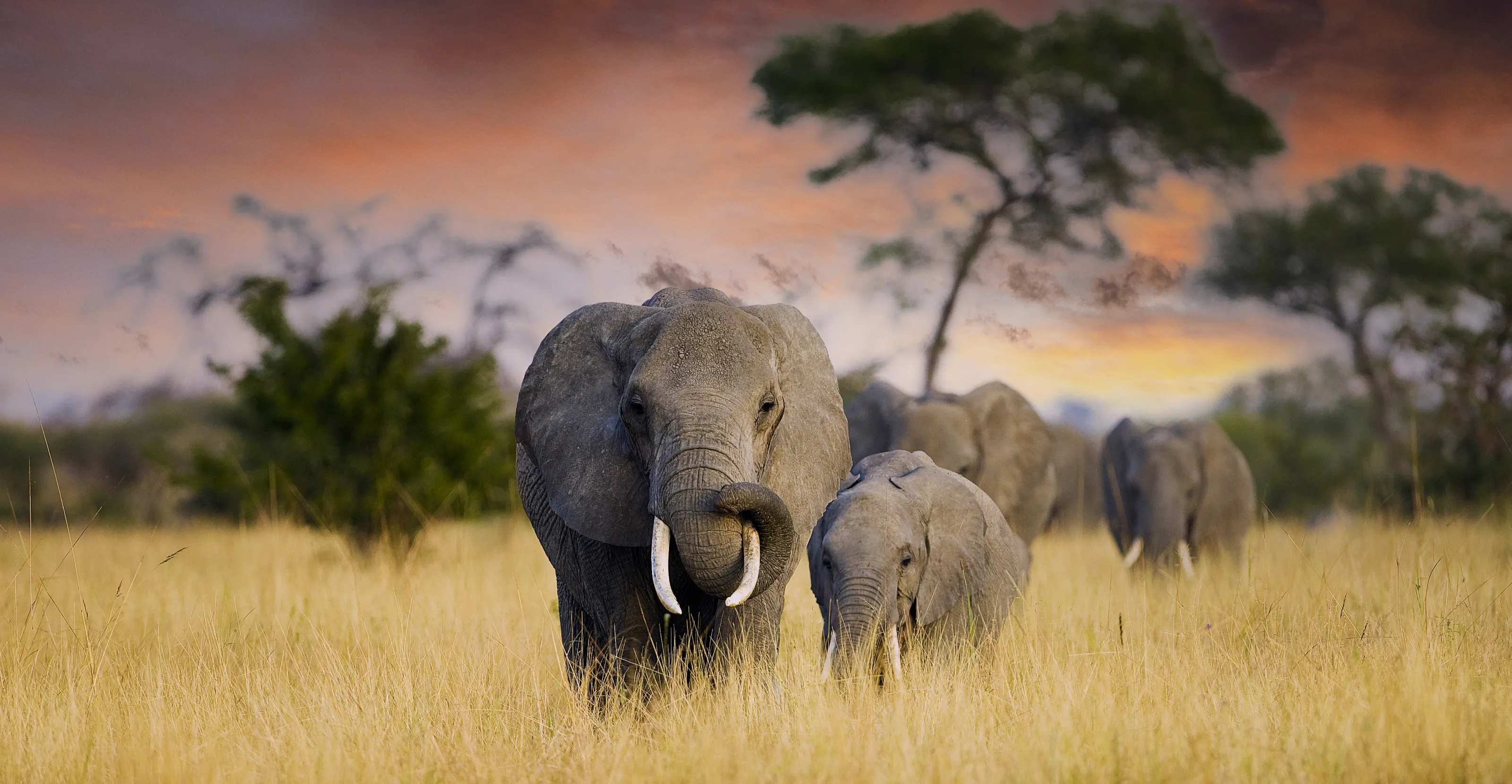 15 Days Grand East Africa Safari: Kenya & Tanzania’s Finest Parks