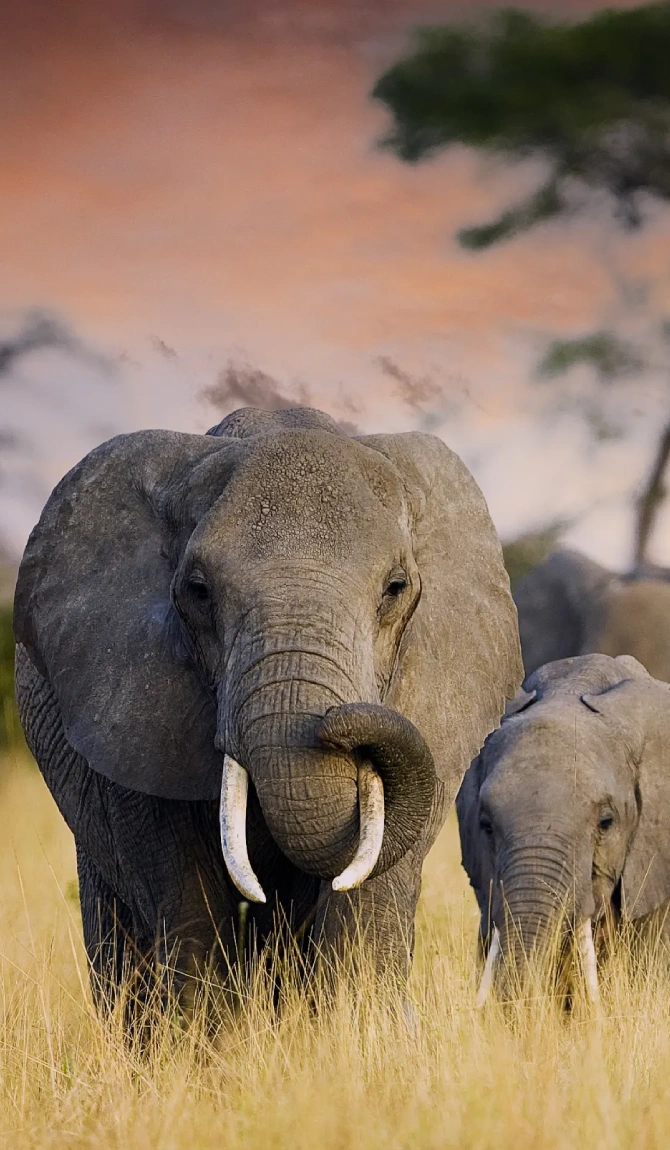 Grand East Africa Safari