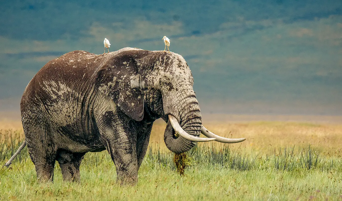 2-Days Lake Manyara & Ngorongoro Safari Itinerary WildLife