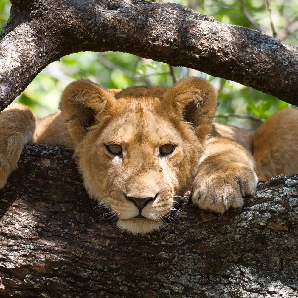 2-Days Lake Manyara & Ngorongoro Safari Itinerary Attractions