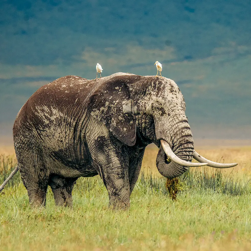 2-Days Lake Manyara & Ngorongoro Safari Itinerary Attractions