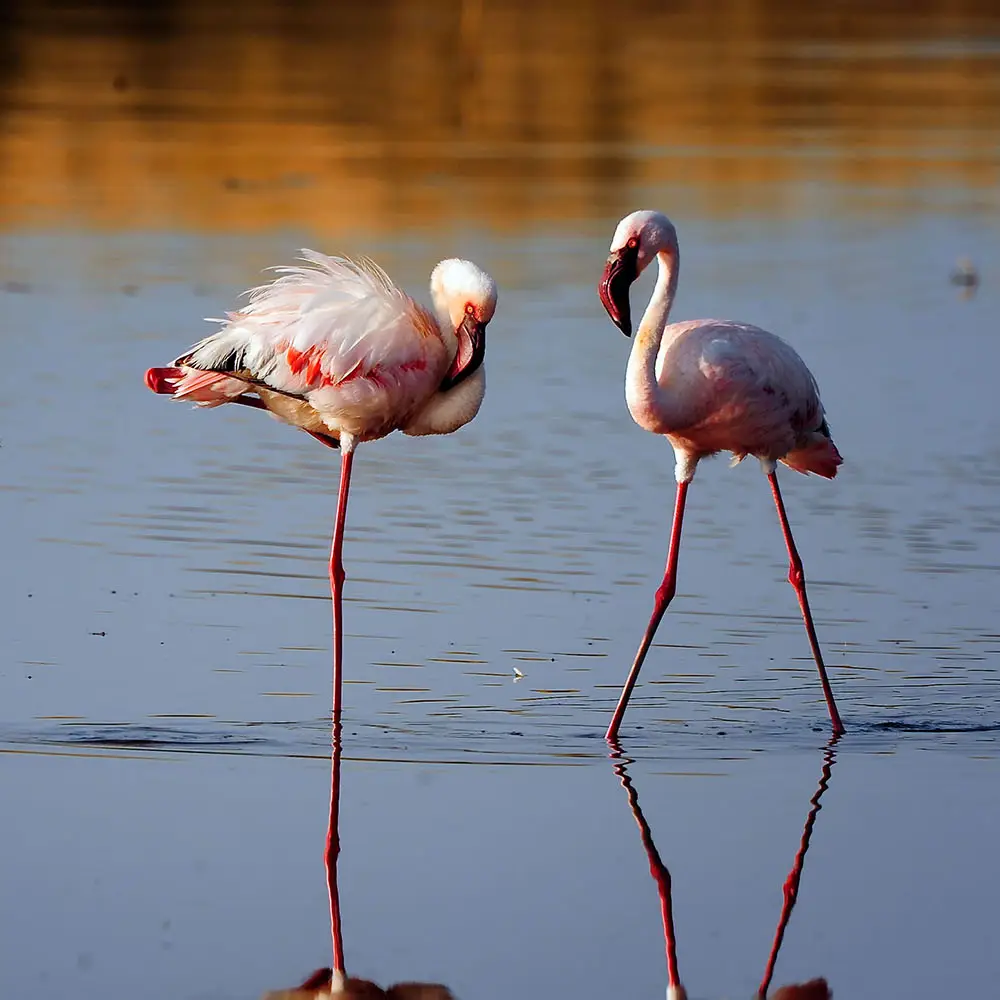 2-Days Lake Manyara & Ngorongoro Safari Itinerary Attractions