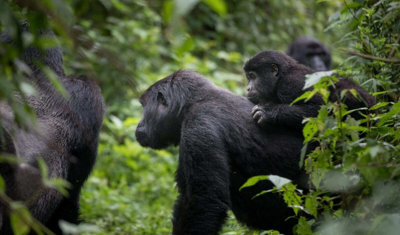 2 Days Rwanda Gorilla Experience Wildlife