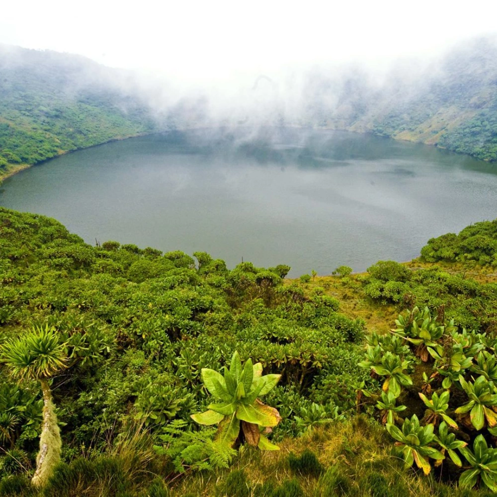 2 Days Rwanda Gorilla Experience Attractions