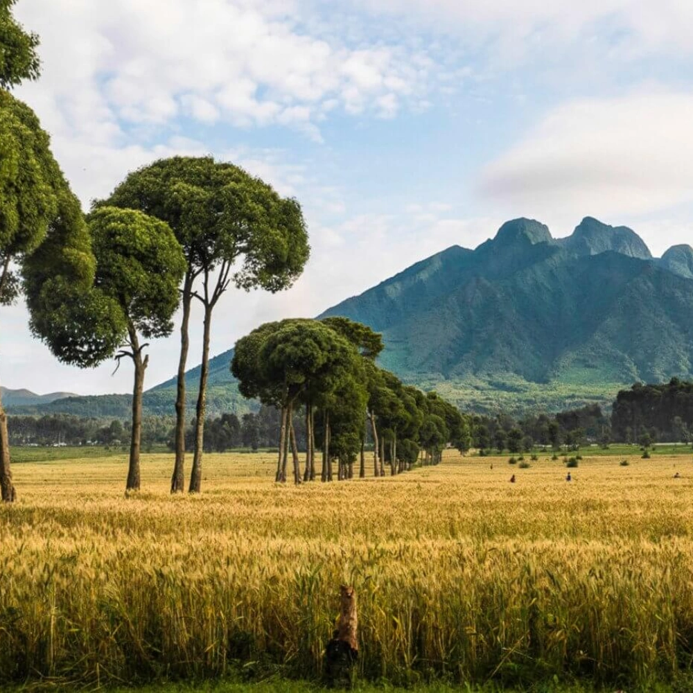 2 Days Rwanda Gorilla Experience Attractions