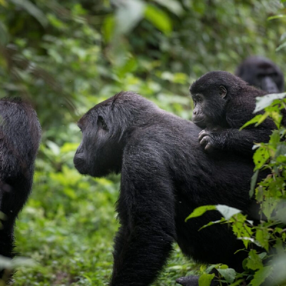 2 Days Rwanda Gorilla Experience Attractions