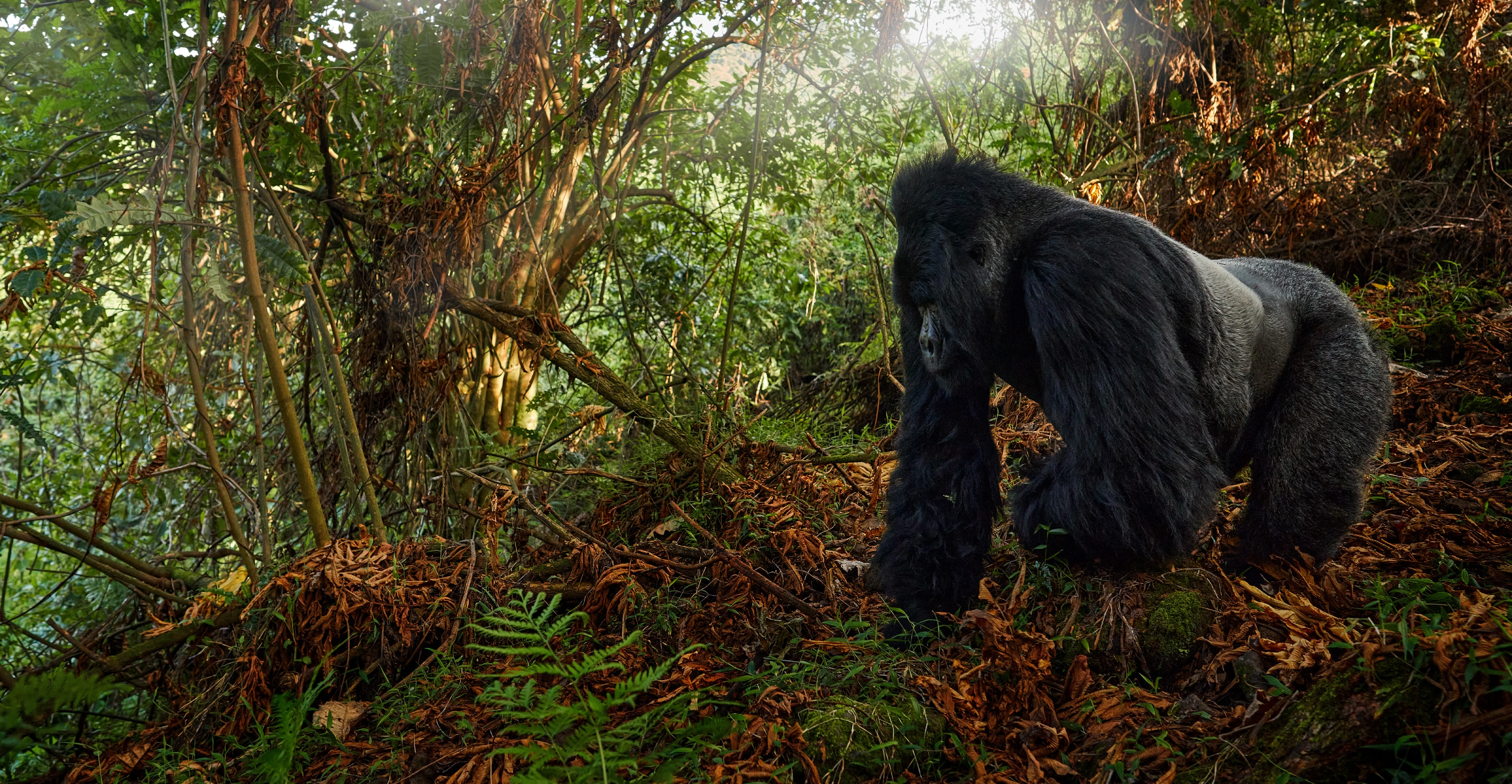 2 Days Rwanda Gorilla Experience