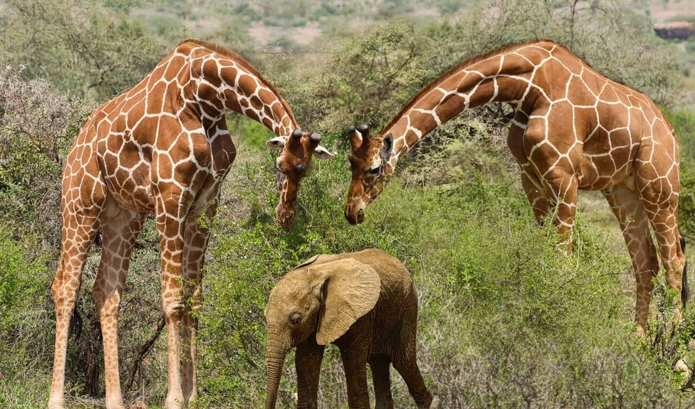 3 Days Tsavo East and West Safari Wildlife