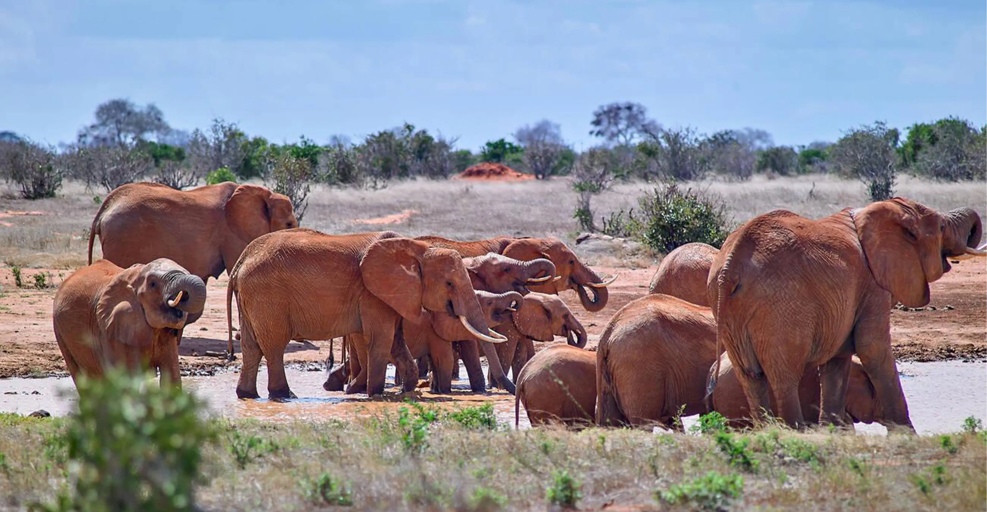 3 Days Tsavo East and West Safari