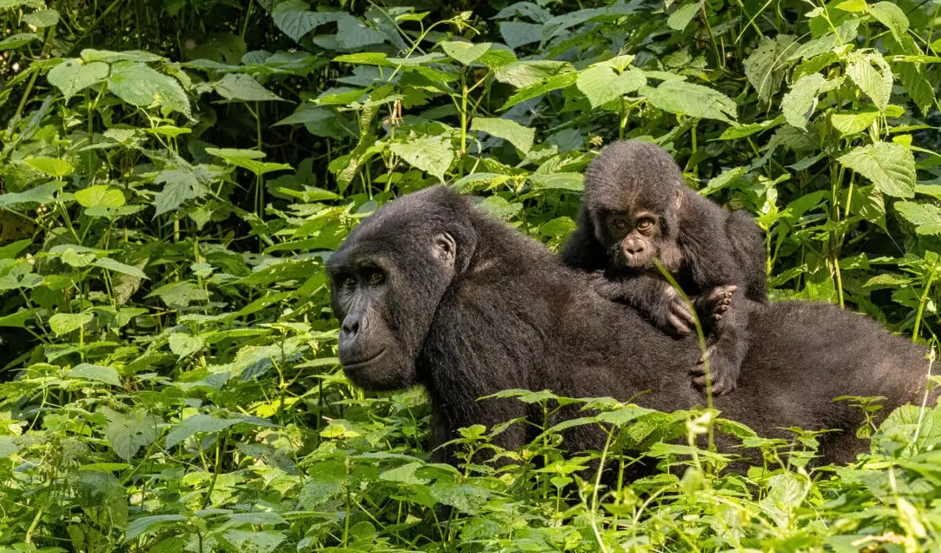 3 Days Gorilla Safari Road Gorilla trekking