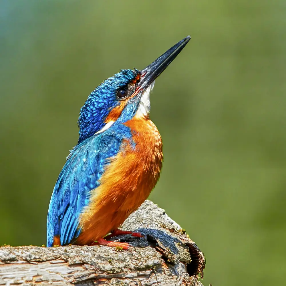 3 Days Gorilla Safari Road Attraction