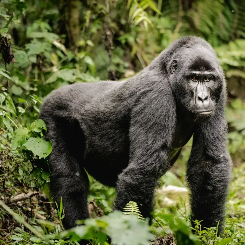 3 Days Gorilla Safari Road Attraction