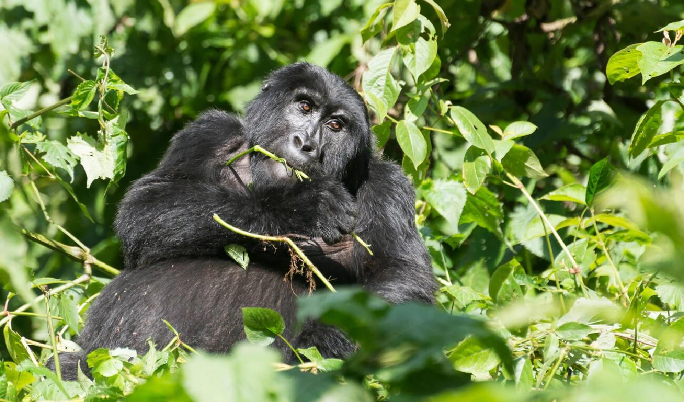3 Days Gorilla Trekking Express Wildlife