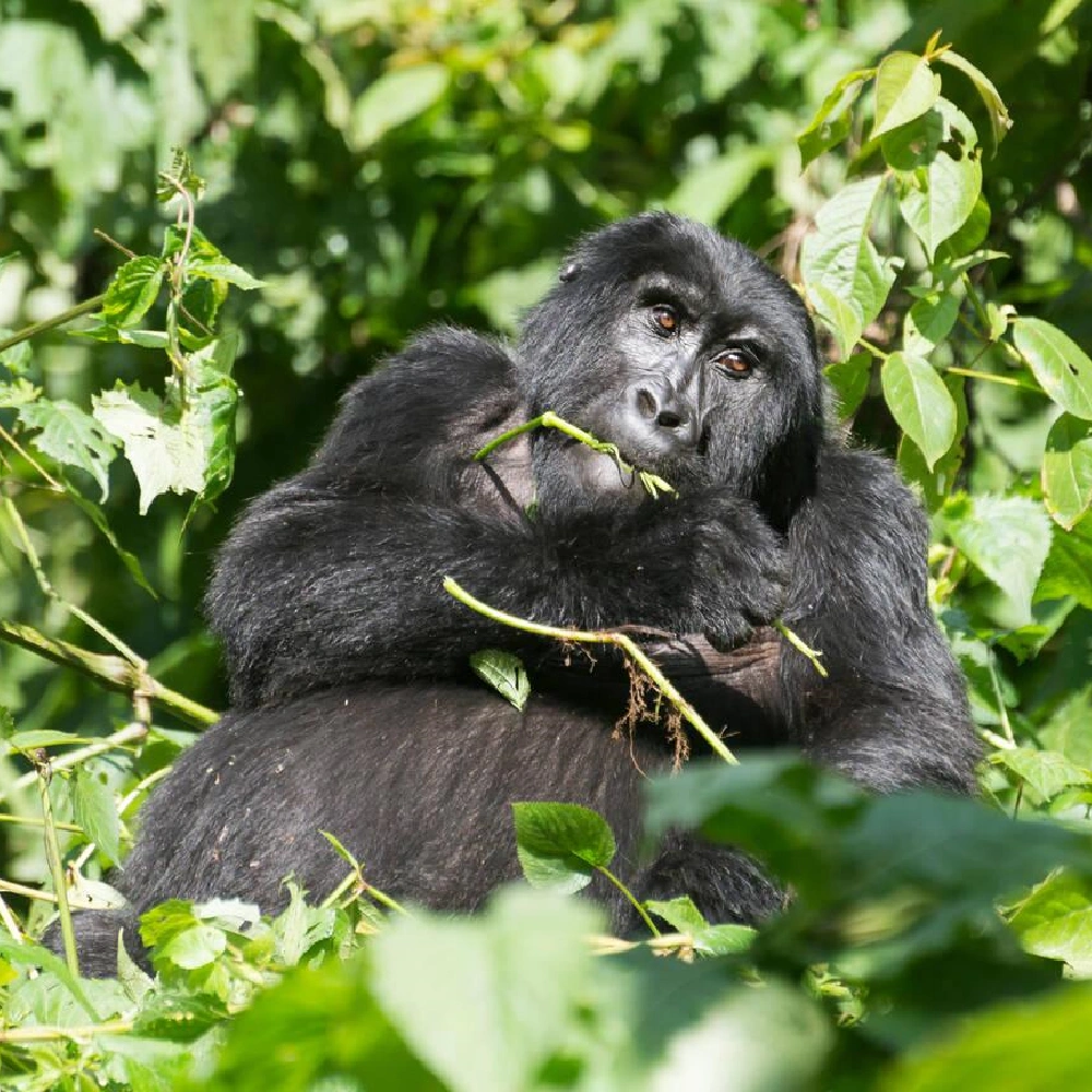 3 Days Gorilla Trekking Express Attractions