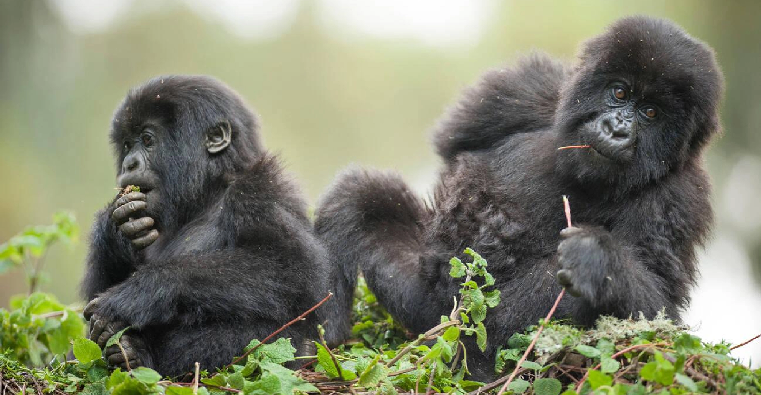 3 Days Gorilla Trekking Express