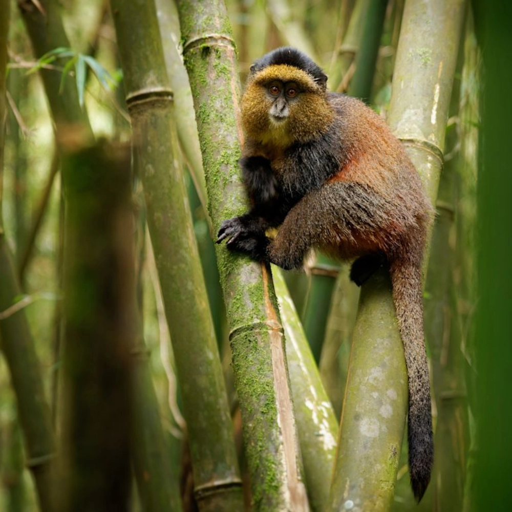 3 Days Helicopter Mountain Gorilla Trekking Safari in Rwanda Attraction