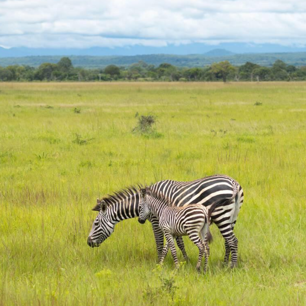 3 Days Mikumi National Park Fly-In Safari Attractions