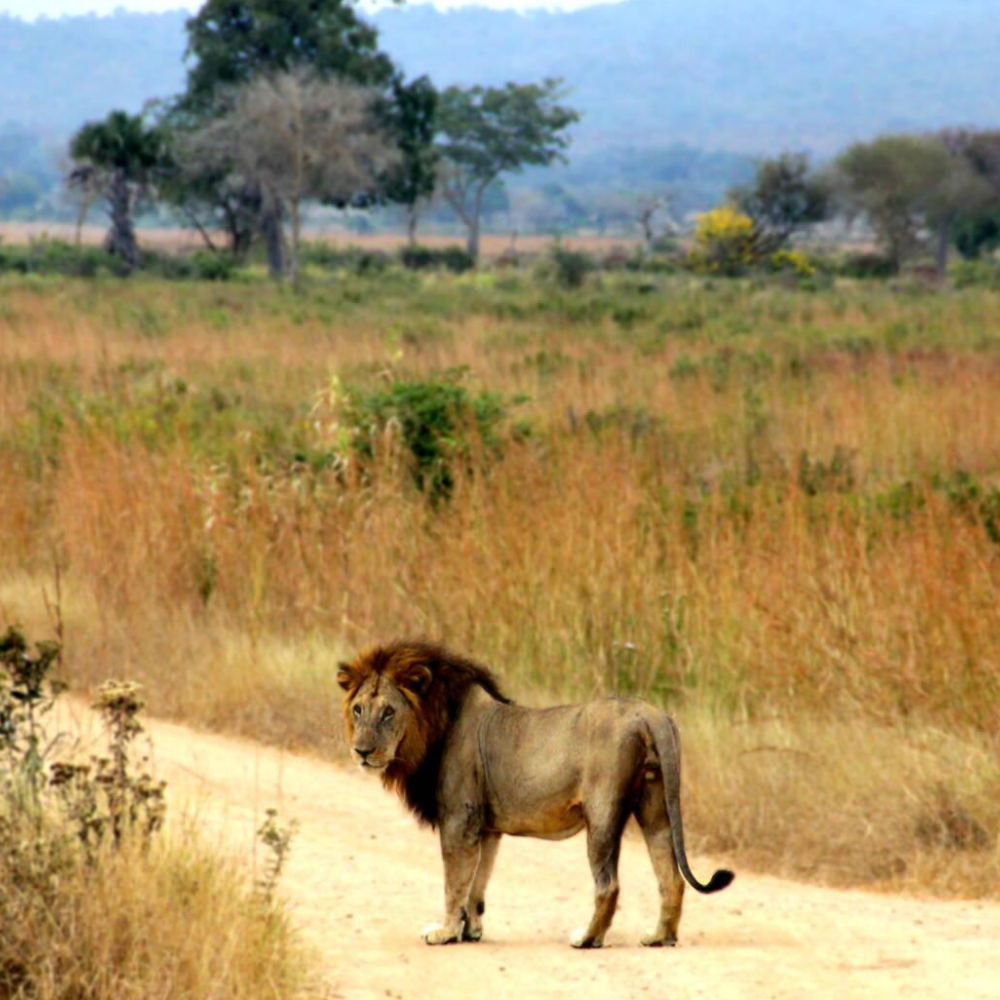 3 Days Mikumi National Park Fly-In Safari Attractions