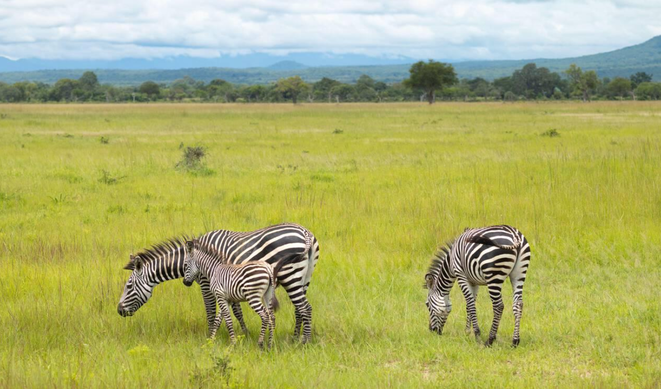 3 Days Mikumi National Park Fly-In Safari Fly in Safari Wildlife