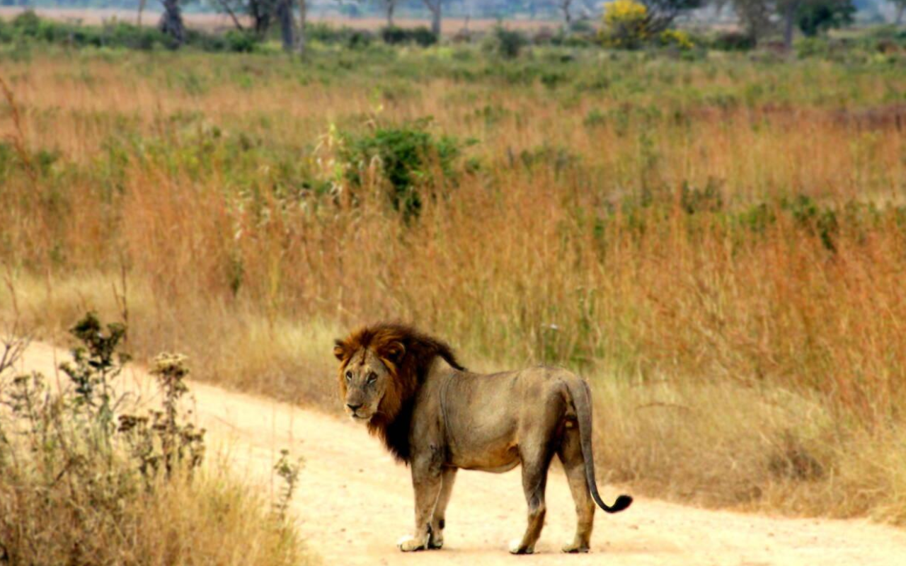 3 Days Mikumi National Park Fly-In Safari Fly in Safari Wildlife