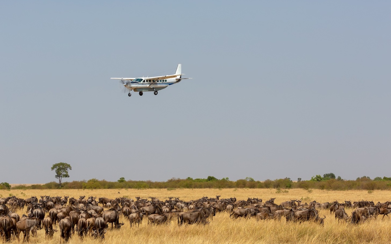 3 Days Mikumi National Park Fly-In Safari Fly in Safari Wildlife
