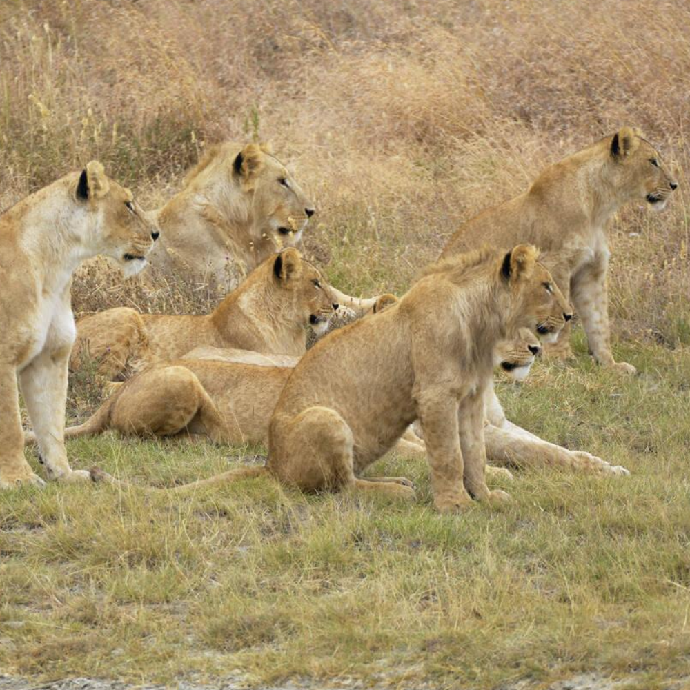 3 Days Ngorongoro Crater Fly-In Safari From Zanzibar Wildlife