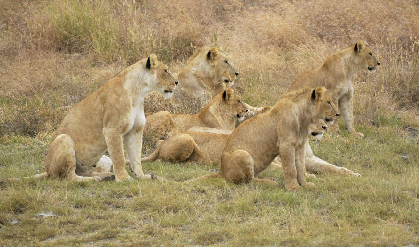 3 Days Ngorongoro Crater Fly-In Safari From Zanzibar Wildlife