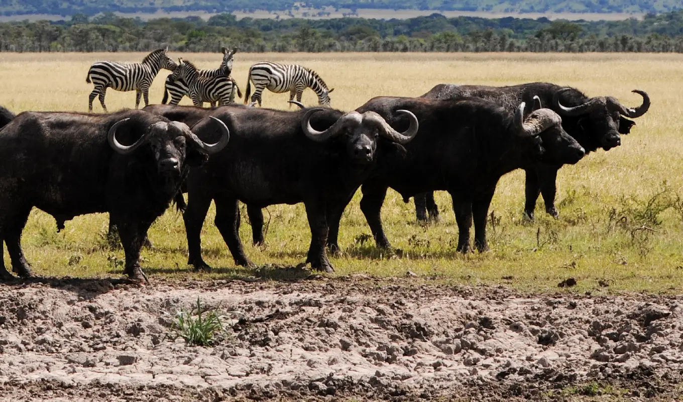 3 Days Northern Serengeti Flying Safari Game Drives