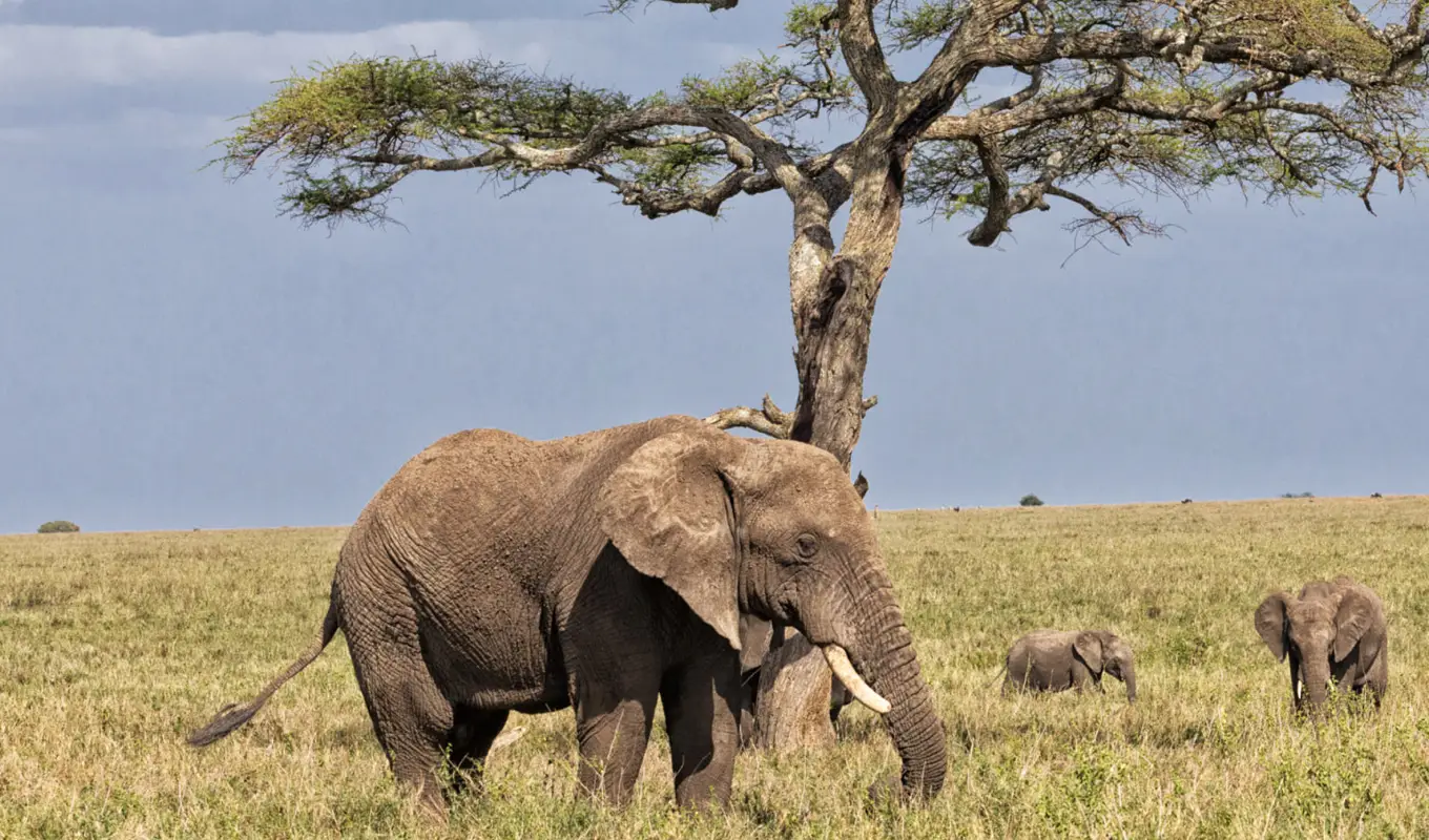 3 Days Northern Serengeti Flying Safari Wildlife