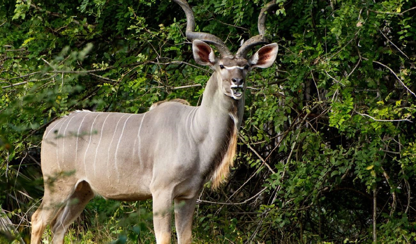 3 Days Nyerere National Park Wildlife Adventures and Scenic Escapes WildLife