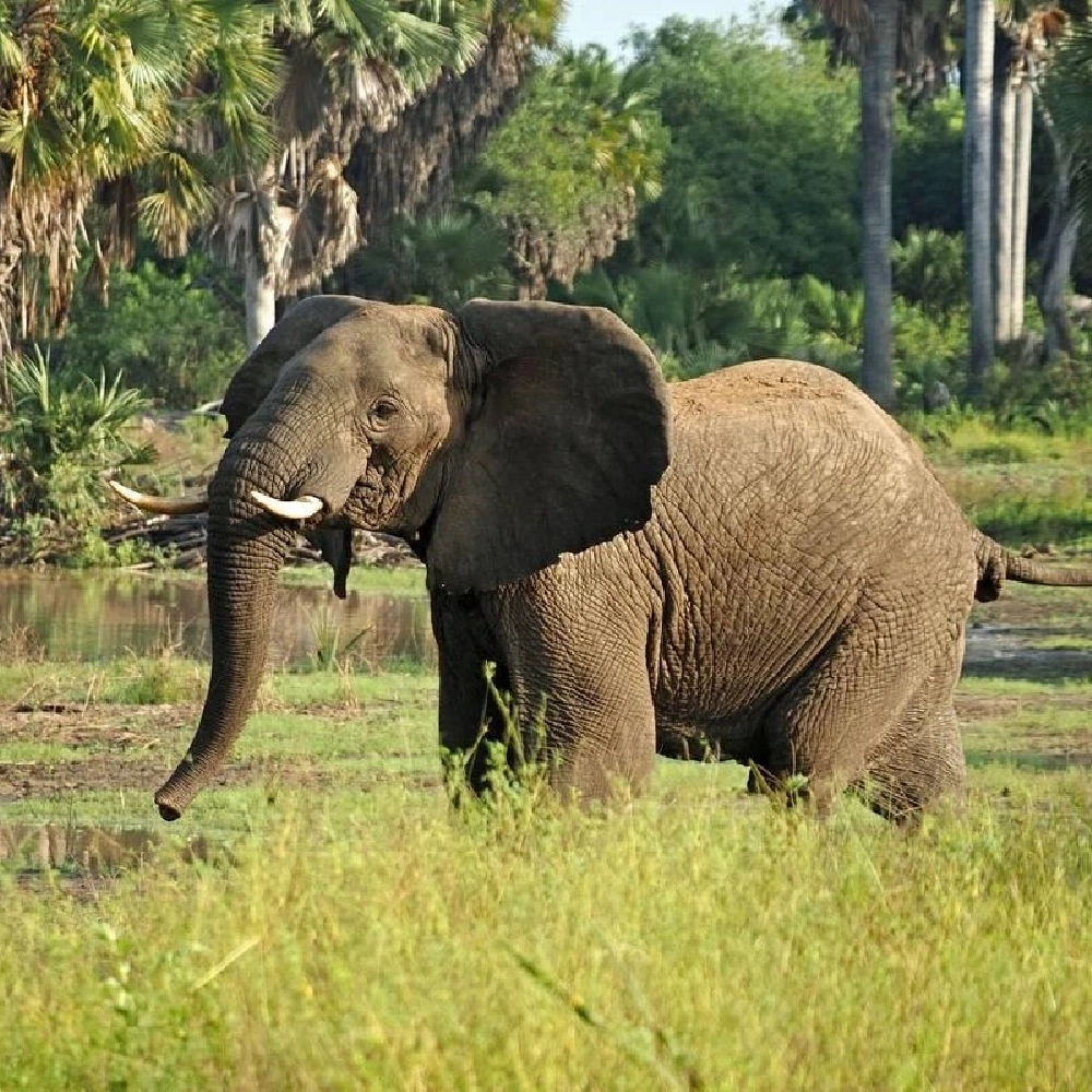 3 Days Nyerere National Park Wildlife Adventures and Scenic Escapes Attractions