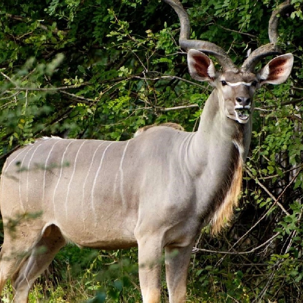 3 Days Nyerere National Park Wildlife Adventures and Scenic Escapes Attractions