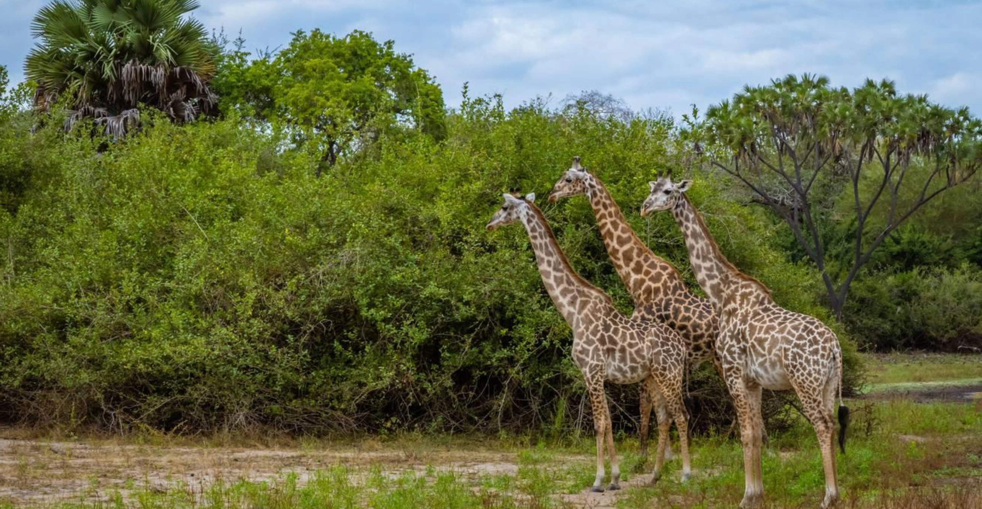 3 Days Nyerere National Park Wildlife Adventures and Scenic Escapes