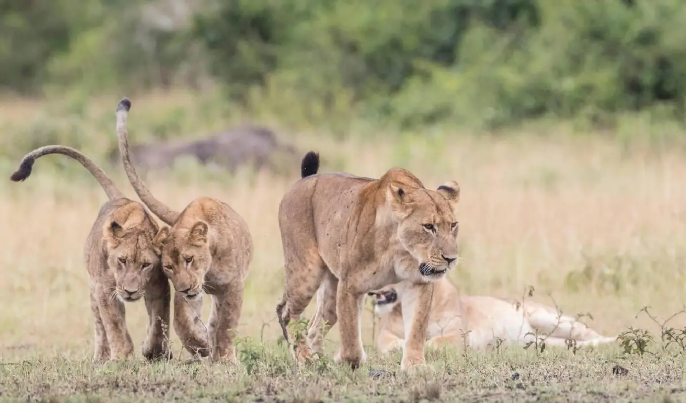 3 Days Queen Elizabeth National Park Safari Wildlife
