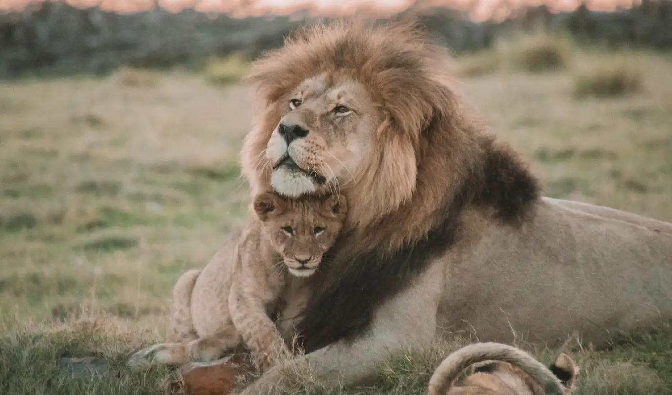 3 Days Queen Elizabeth National Park Safari Game Drive