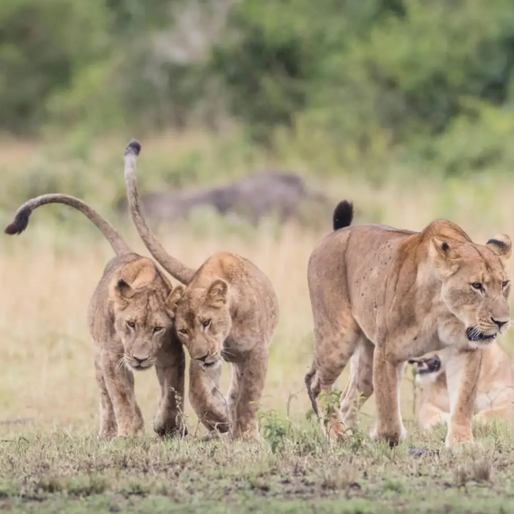 3 Days Queen Elizabeth National Park Safari Attraction