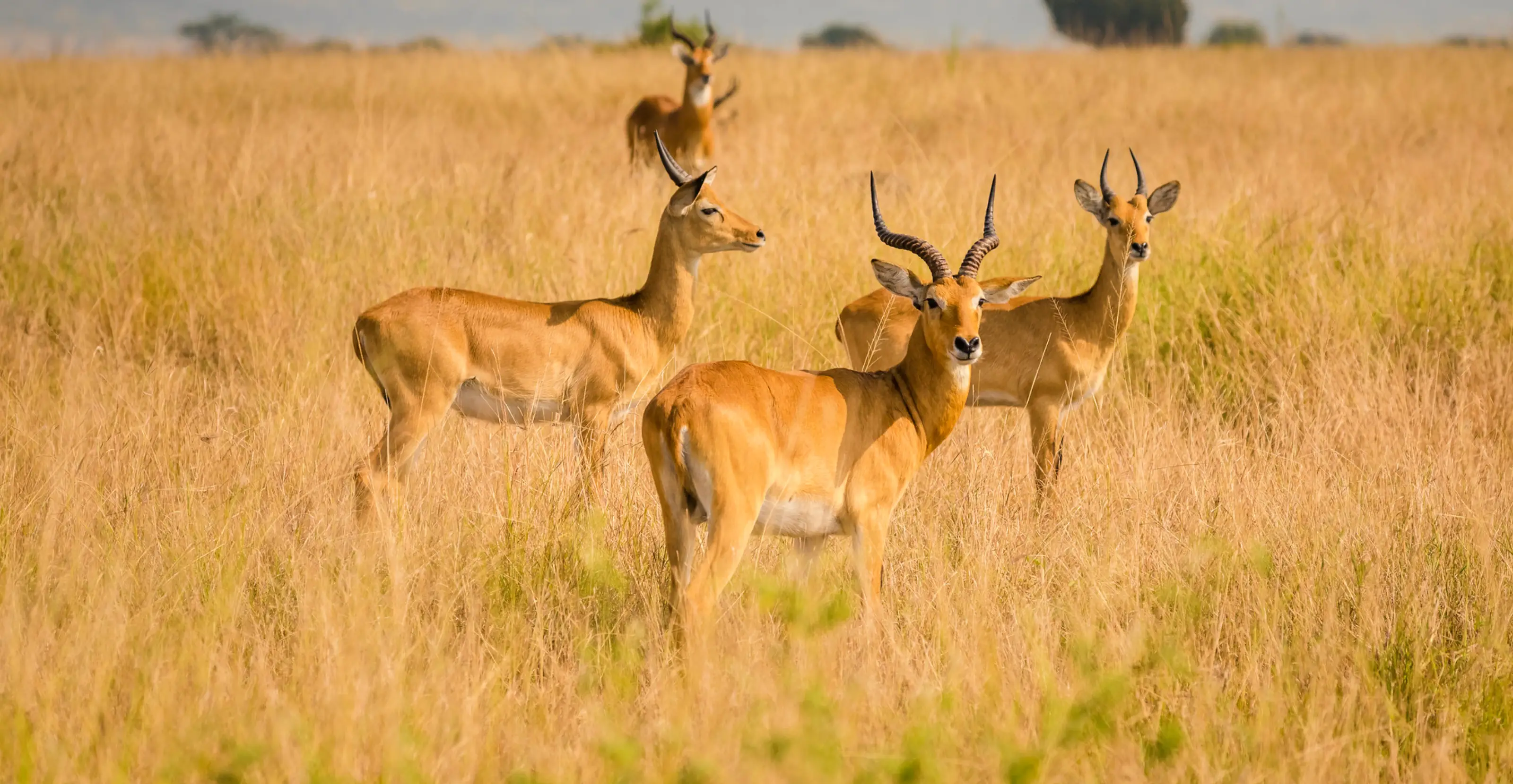3 Days Queen Elizabeth National Park Safari