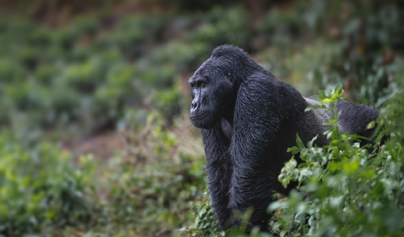 3 Days Rwanda Gorilla & Golden Monkey Safari  Wildlife