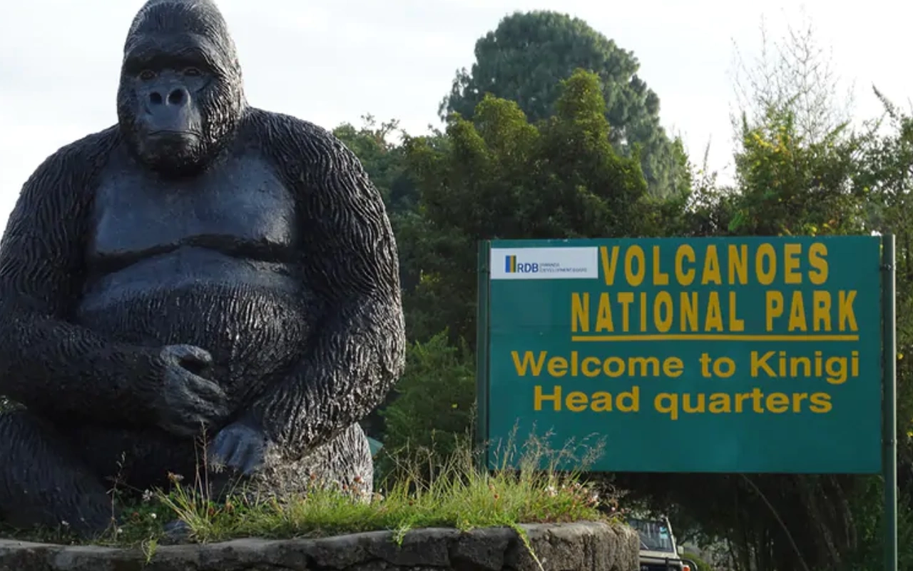 3 Days Rwanda Gorilla & Golden Monkey Safari  wildlife