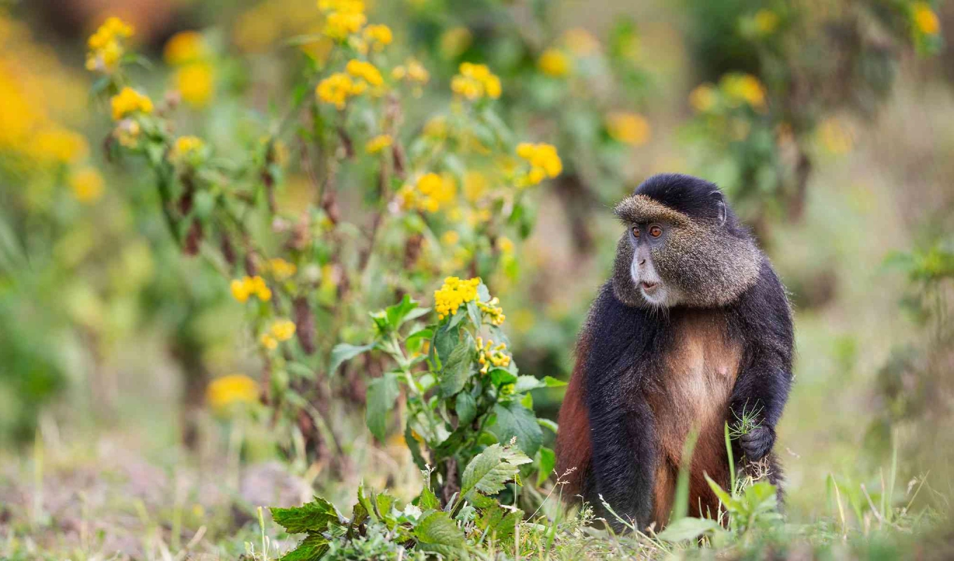 3 Days Rwanda Gorilla & Golden Monkey Safari  wildlife