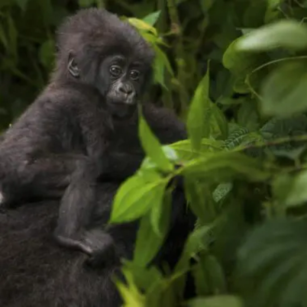 3 Days Rwanda Gorilla & Golden Monkey Safari  Attractions