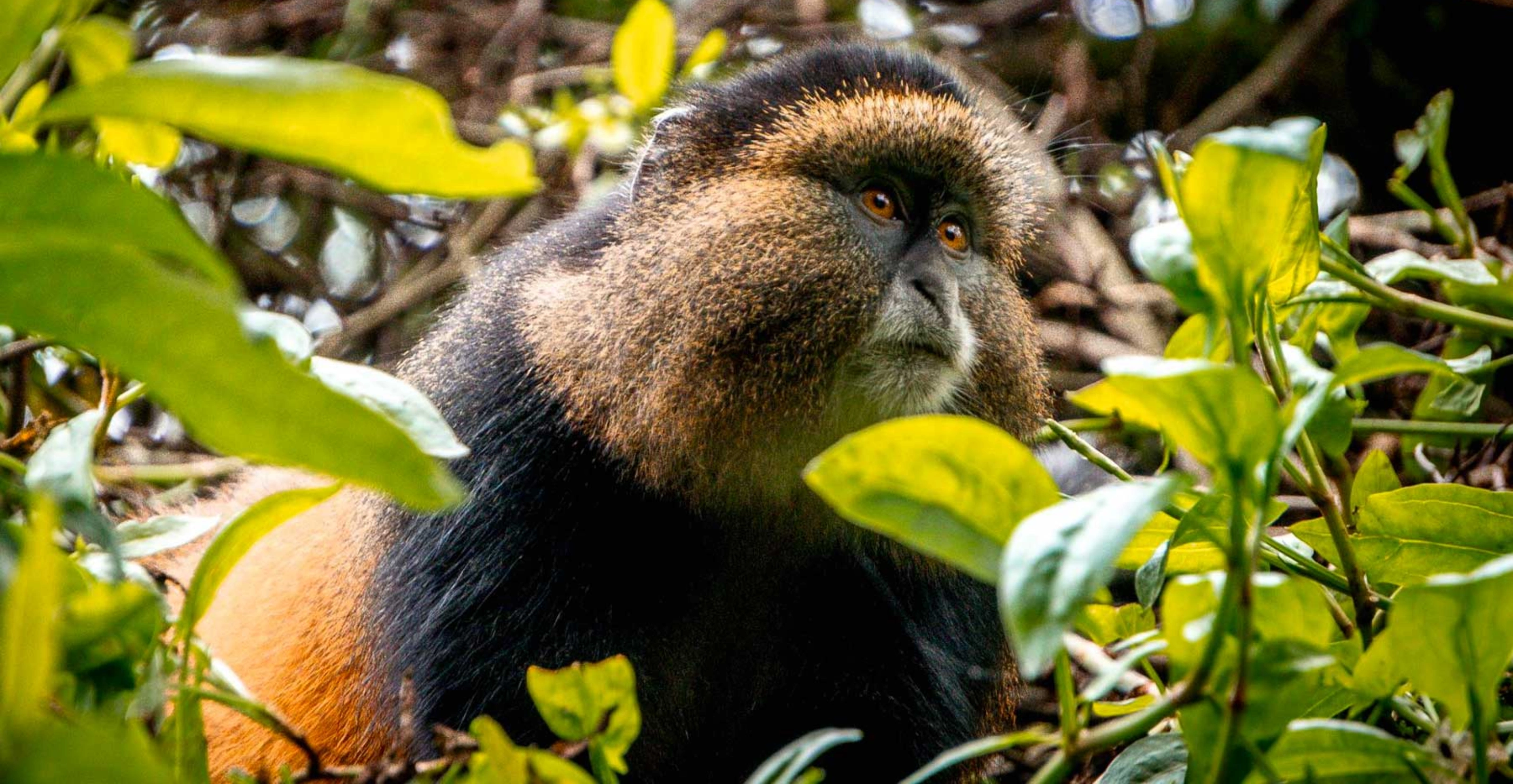3 Days Rwanda Gorilla & Golden Monkey Safari 