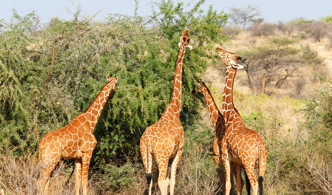 3 Days Safari at Lumo Conservancy Wildlife 
