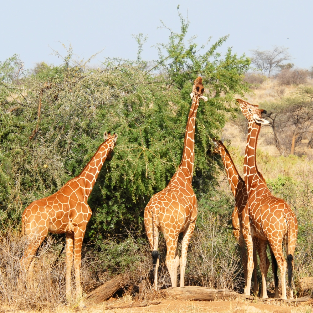3 Days Safari at Lumo Conservancy Attractions