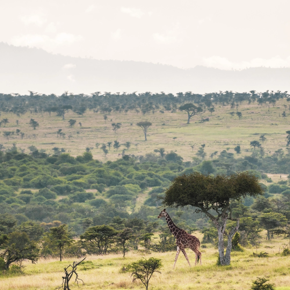 3 Days Safari at Lumo Conservancy Attractions