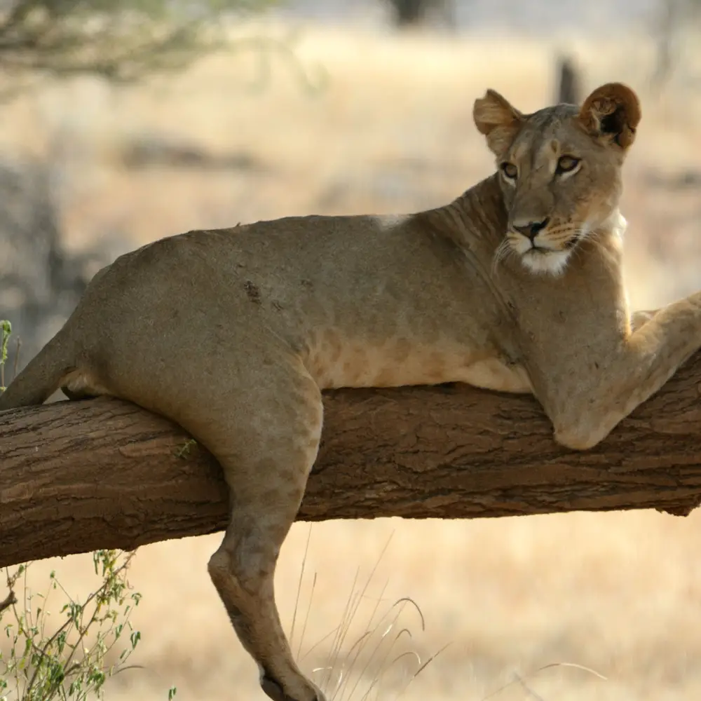 3 Days Samburu Lodge Safari  Attractions
