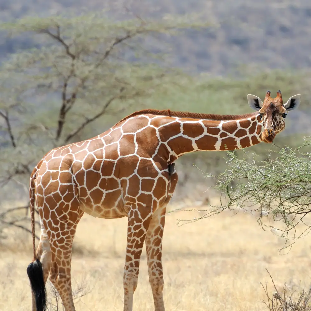 3 Days Samburu Lodge Safari  Attractions
