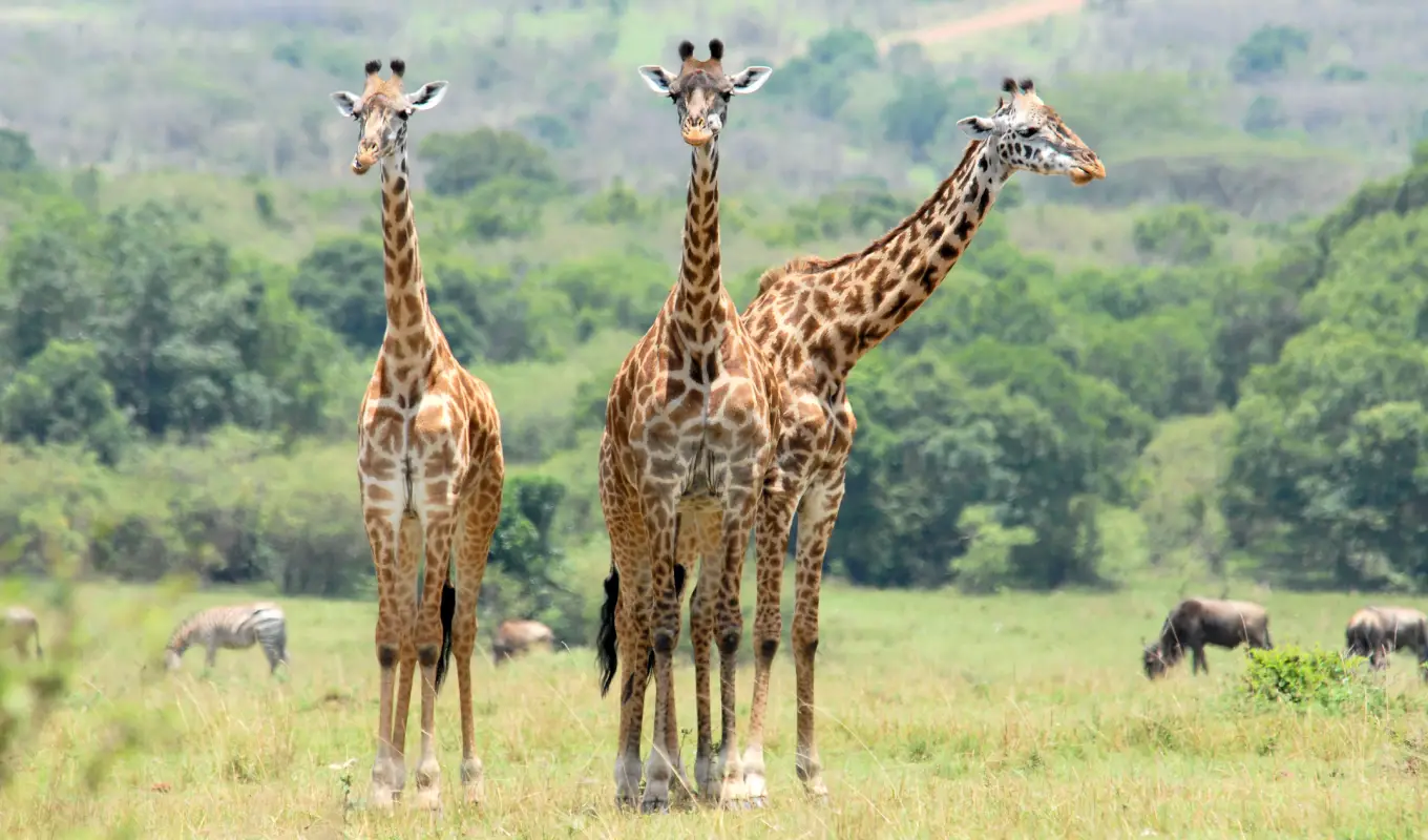3 Days Samburu Lodge Safari 